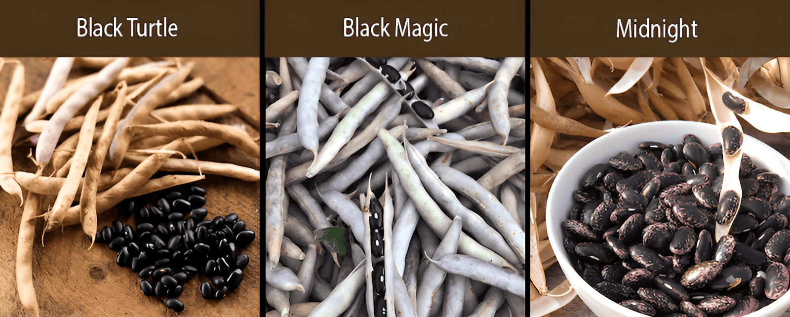 black turtle bean black magic bean midnight bean varieties